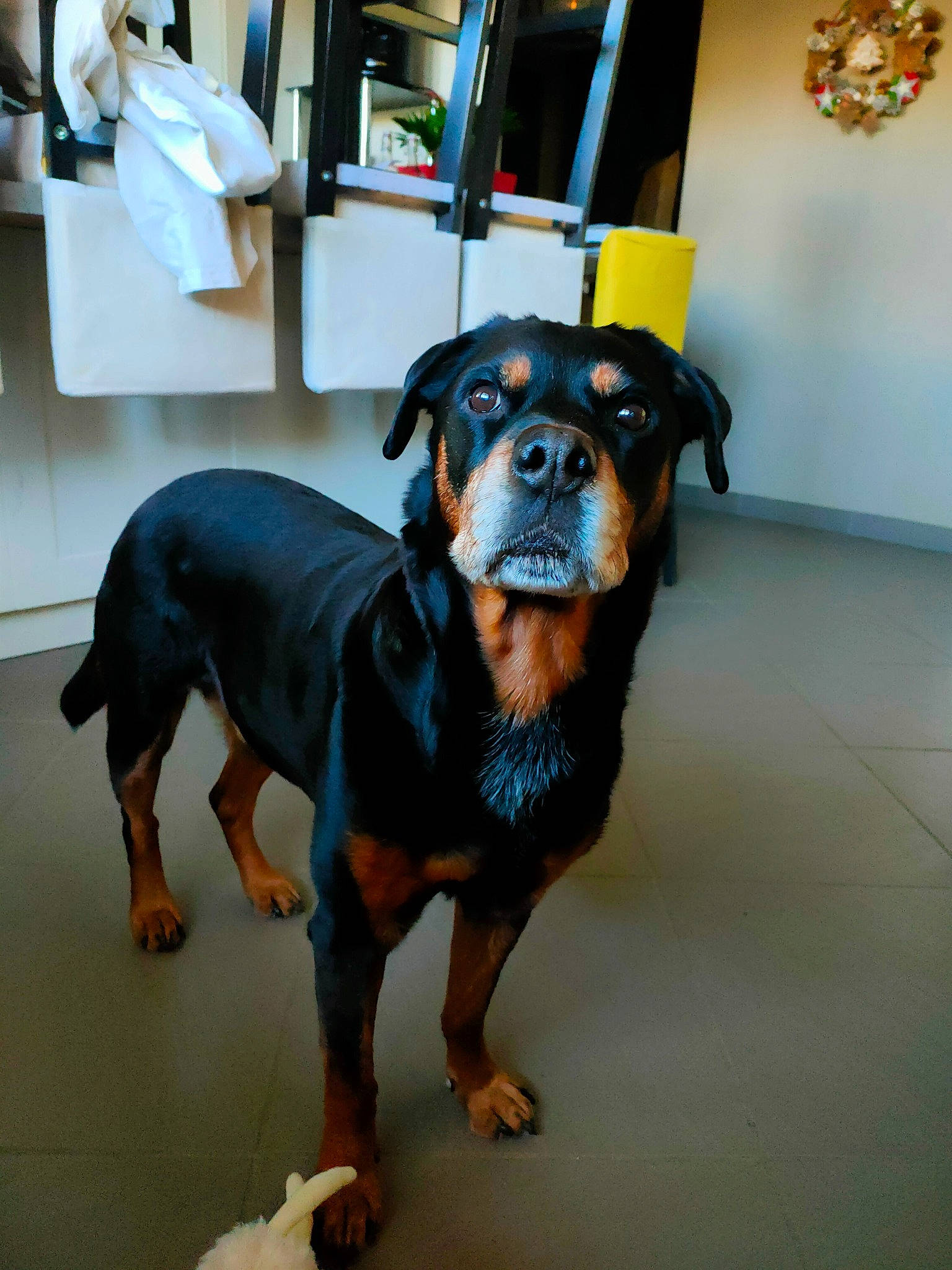 Loulou participe au concours pour gagner de l'argent avec cette photo : canidae, carnivore, chair, companion_dog, dog, dog_breed, flooring, fur, picture_frame, rottweiler, snout, sporting_group, toy_dog, working_animal, working_dog