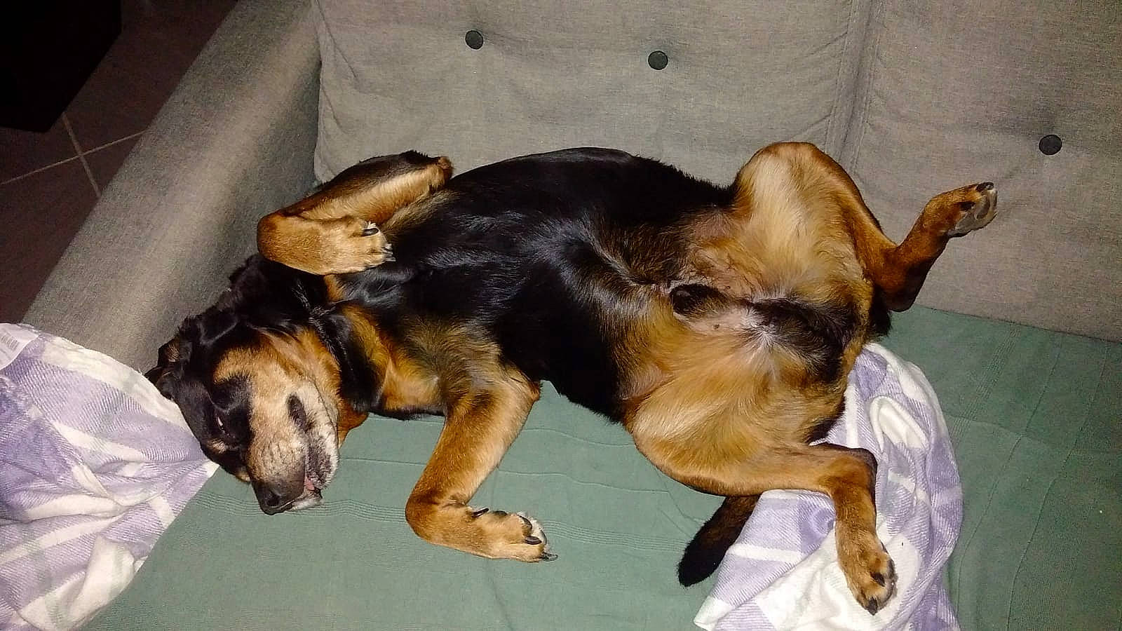 Loulou a rejoint le concours — aidez-le/la à gagner de superbes lots ! canidae, carnivore, claw, comfort, companion_dog, couch, dog, dog_breed, fawn, fur, nap, paw, sleep, snout, sporting_group, tail, terrestrial_animal, toy_dog, working_animal, working_dog