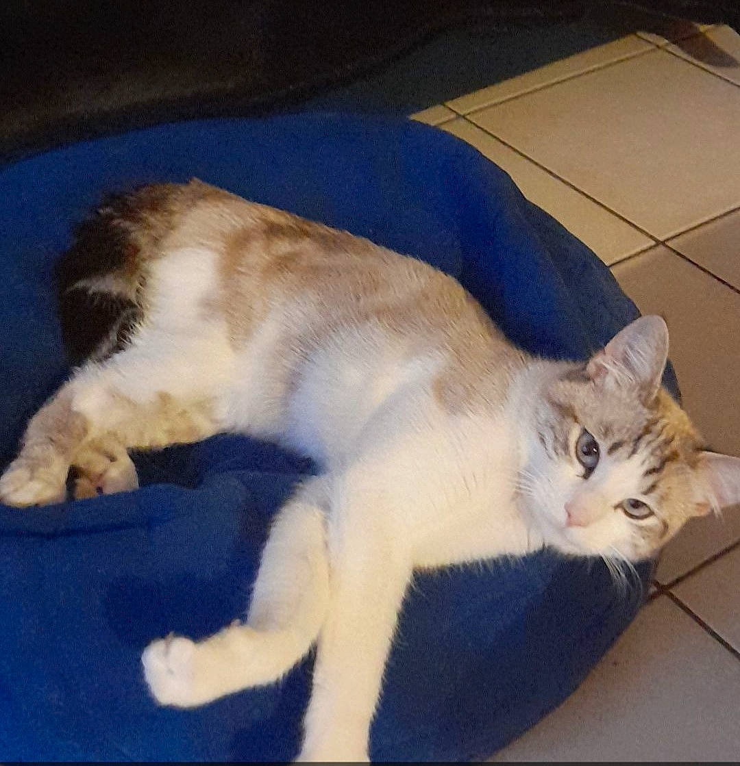 Sony participe au concours pour gagner de l'argent avec cette photo : carnivore, cat, claw, comfort, domestic_short_haired_cat, eye, fawn, felidae, flooring, fur, lap, nap, paw, photo_caption, sitting, small_to_medium_sized_cats, snout, tail, whiskers, wood