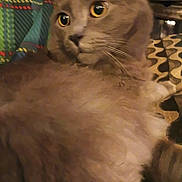 October is registered to the contest to win money with this photo: cat, gray_cat, fluffy, yellow_eyes, pet, indoor, feline, closeup, resting, curious, animal, whiskers, soft_fur, plaid_background, patterned_surface, domestic_cat, mammal, cute, relaxed, companion