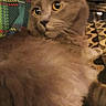 cat, gray_cat, fluffy, yellow_eyes, pet, indoor, feline, closeup, resting, curious, animal, whiskers, soft_fur, plaid_background, patterned_surface, domestic_cat, mammal, cute, relaxed, companion