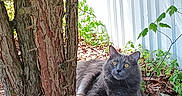 October joined the competition — help win amazing prizes! cat, gray_cat, outdoor, tree, birdhouse, rocks, leaves, plants, fence, garden, nature, pet, animal, resting, curious, sunlight, yellow_eyes, fur, ground, bark