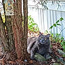 cat, gray_cat, outdoor, tree, birdhouse, rocks, leaves, plants, fence, garden, nature, pet, animal, resting, curious, sunlight, yellow_eyes, fur, ground, bark
