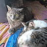 October joined the competition — help win amazing prizes! cat, cats, sleeping, resting, bed, blanket, denim, feline, pet, cozy, indoor, cute, fur, yellow_eyes, tabby, gray_cat, white_paws, relaxed, animal, companion