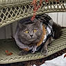 October is registered to the contest to win money with this photo: cat, gray_cat, yellow_eyes, outdoor, bench, woven_bench, coat, checkered_jacket, autumn_leaves, snow, pet, animal, fur, sitting, looking, curious, nature, seasonal, warm_clothing, cute