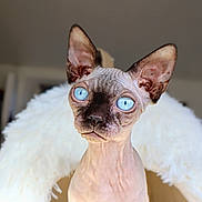 Ash a rejoint le concours — aidez-le/la à gagner de superbes lots ! animal, blue_eyes, camera, cat, close_up, cute, dramatic, feline, fluffy, hairless, indoor, large_ears, living_room, pet, portrait, seated, sphynx_cat, staring, white_blanket, wrinkled_skin