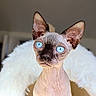 animal, blue_eyes, camera, cat, close_up, cute, dramatic, feline, fluffy, hairless, indoor, large_ears, living_room, pet, portrait, seated, sphynx_cat, staring, white_blanket, wrinkled_skin