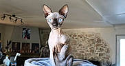 Ash a rejoint le concours — aidez-le/la à gagner de superbes lots ! animal, blanket, blue_eyes, cat, couch, cozy, direct_gaze, furniture, hairless, home, indoors, large_ears, pet, photography, portrait, sitting, sphynx_cat, stone_wall, upright, wrinkles