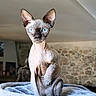 animal, blanket, blue_eyes, cat, couch, cozy, direct_gaze, furniture, hairless, home, indoors, large_ears, pet, photography, portrait, sitting, sphynx_cat, stone_wall, upright, wrinkles