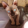 Ash a rejoint le concours — aidez-le/la à gagner de superbes lots ! animal, bed, bedding, bedroom, beige, blue_eyes, brown, cat, close_up, curious, funny, hairless_cat, home, indoor, large_ears, pet, portrait, sphynx_cat, standing, wrinkled_skin
