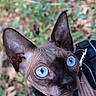 Ash participe au concours pour gagner de l'argent avec cette photo : animal, blue_eyes, cat, close_up, collar, curious, forest, funny, greenery, hairless, harness, large_ears, leaves, nature, outdoor, pet, portrait, sphynx_cat, wide_eyed, wrinkled_skin