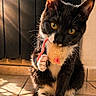 Gribouille participe au concours pour gagner de l'argent avec cette photo : cat, tuxedo_cat, toy_mouse, indoor, sunlight, golden_eyes, playful, pet, feline, whiskers, floor_tiles, shadow, cute, adorable, animal, mammal, paw, fur, domestic_cat, close_up