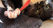 Gribouille participe au concours pour gagner de l'argent avec cette photo : cat, black_and_white, green_eyes, toy, playing, paw, fur, indoor, rug, floor, tile, curious, pet, animal, whiskers, claw, cute, relaxed, home, feline