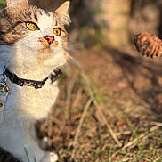 Keanu joined the competition — help win amazing prizes! animal, background_blur, cat, close_up, collar, curious, daylight, eyes, focus, fur, grass, ground, mammal, nature, outdoor, pet, pine_cone, portrait, sunlight, whiskers