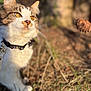 animal, background_blur, cat, close_up, collar, curious, daylight, eyes, focus, fur, grass, ground, mammal, nature, outdoor, pet, pine_cone, portrait, sunlight, whiskers