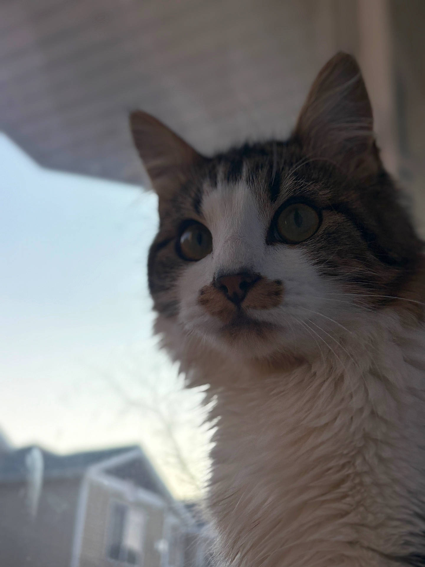 abyssinian, angora, animal, cat, kitten, manx, pet, siamese