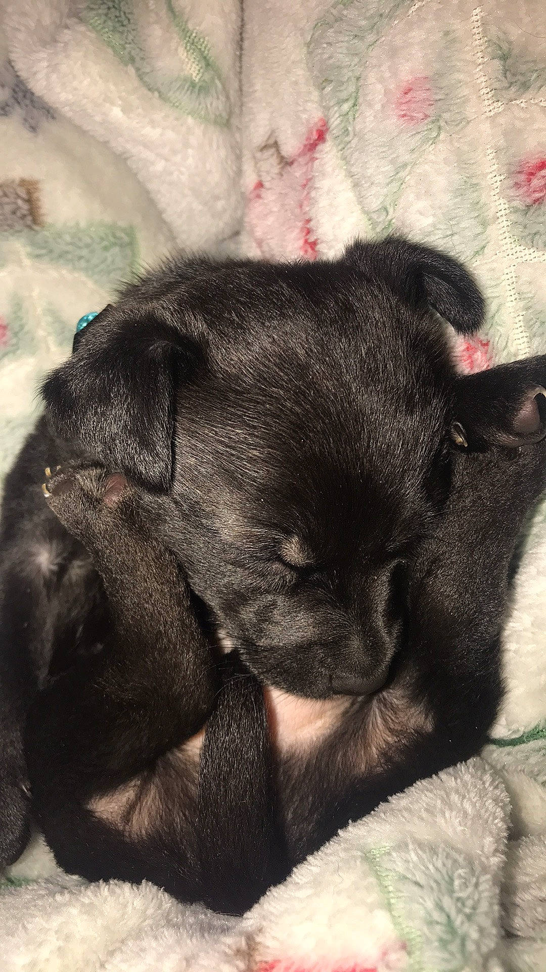 Doobie joined the competition — help win amazing prizes! bored, canidae, carnivore, comfort, companion_dog, dog, dog_breed, ear, fawn, foot, fur, nap, paw, snout, sporting_group, tail, terrestrial_animal, whiskers, working_animal, wrinkle