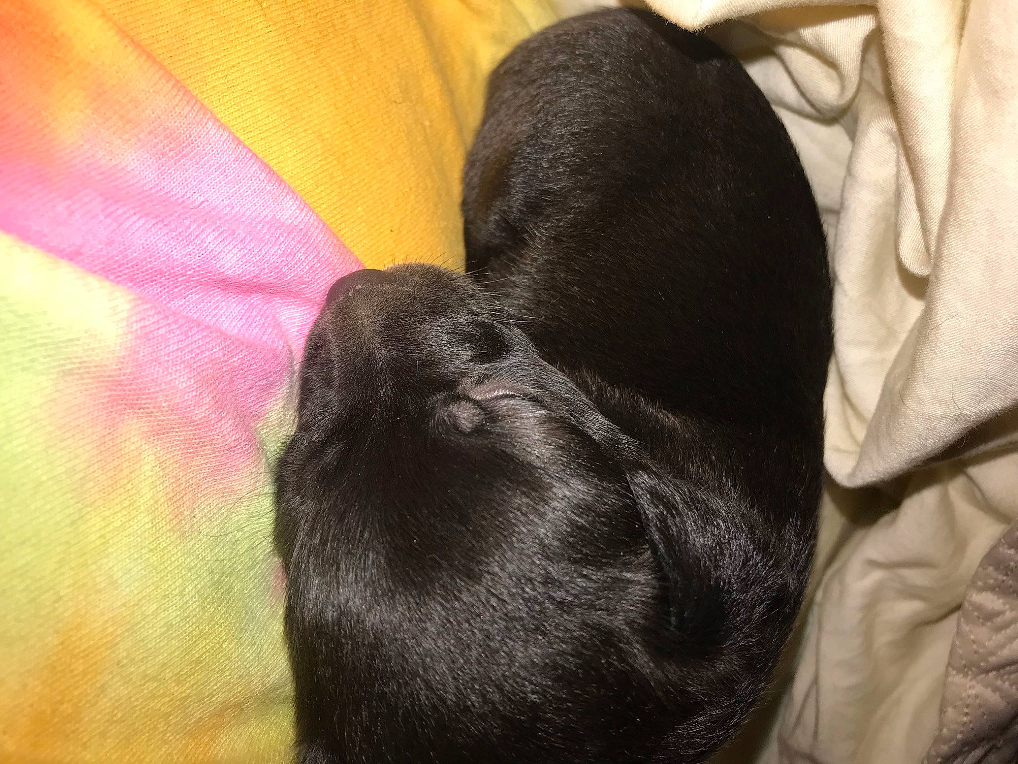 Doobie joined the competition — help win amazing prizes! canidae, carnivore, comfort, companion_dog, dog, dog_breed, ear, fawn, foot, fur, linens, liver, magenta, nap, non_sporting_group, sporting_group, tail, tints_and_shades, whiskers, working_animal