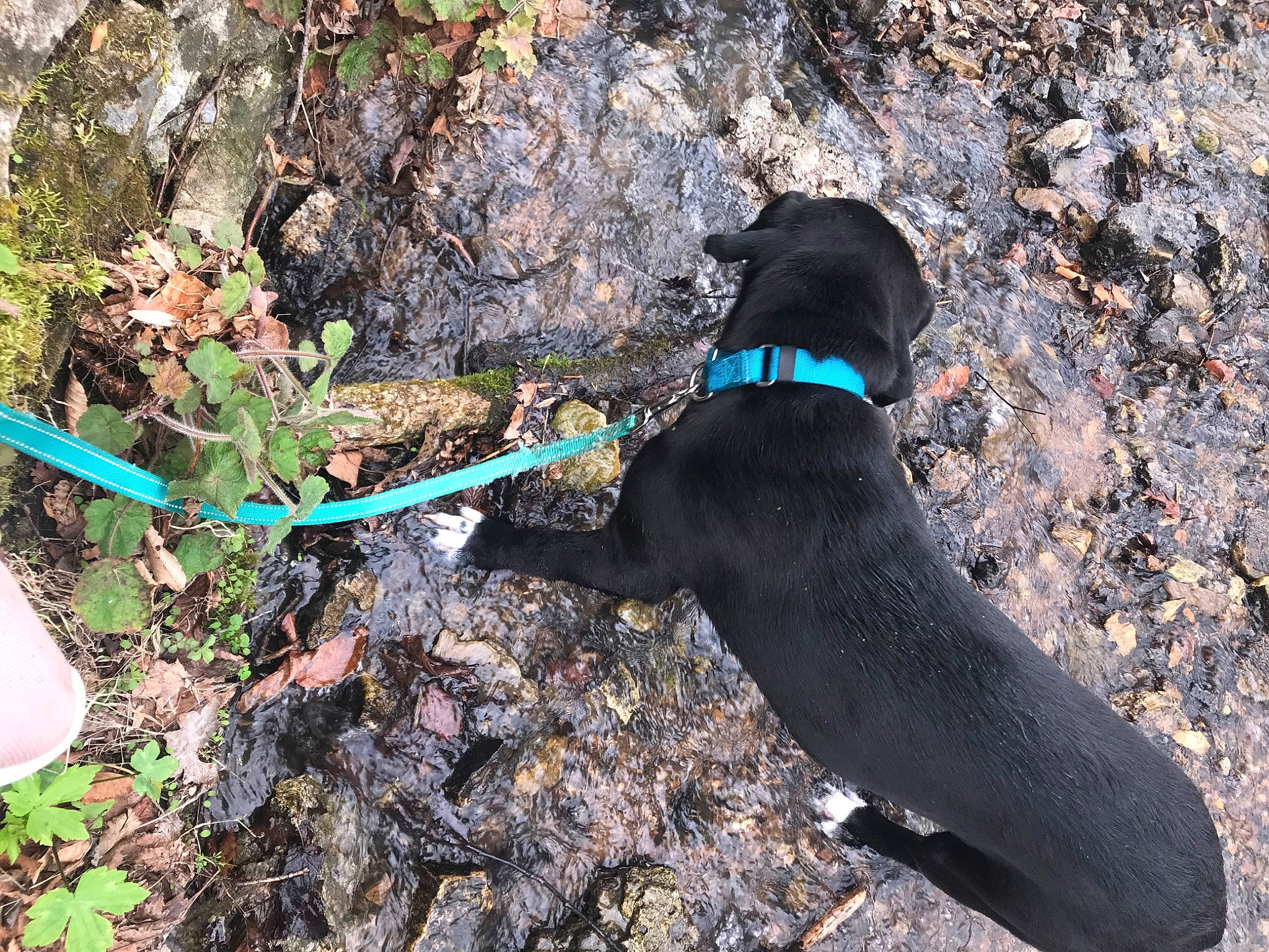 Lincoln is registered to the contest to win money with this photo: borador, canidae, carnivore, collar, dog, dog_breed, dog_collar, dog_supply, fashion_accessory, grass, hunting_dog, leash, pet_supply, plant, shadow, soil, sporting_group, tail, working_animal