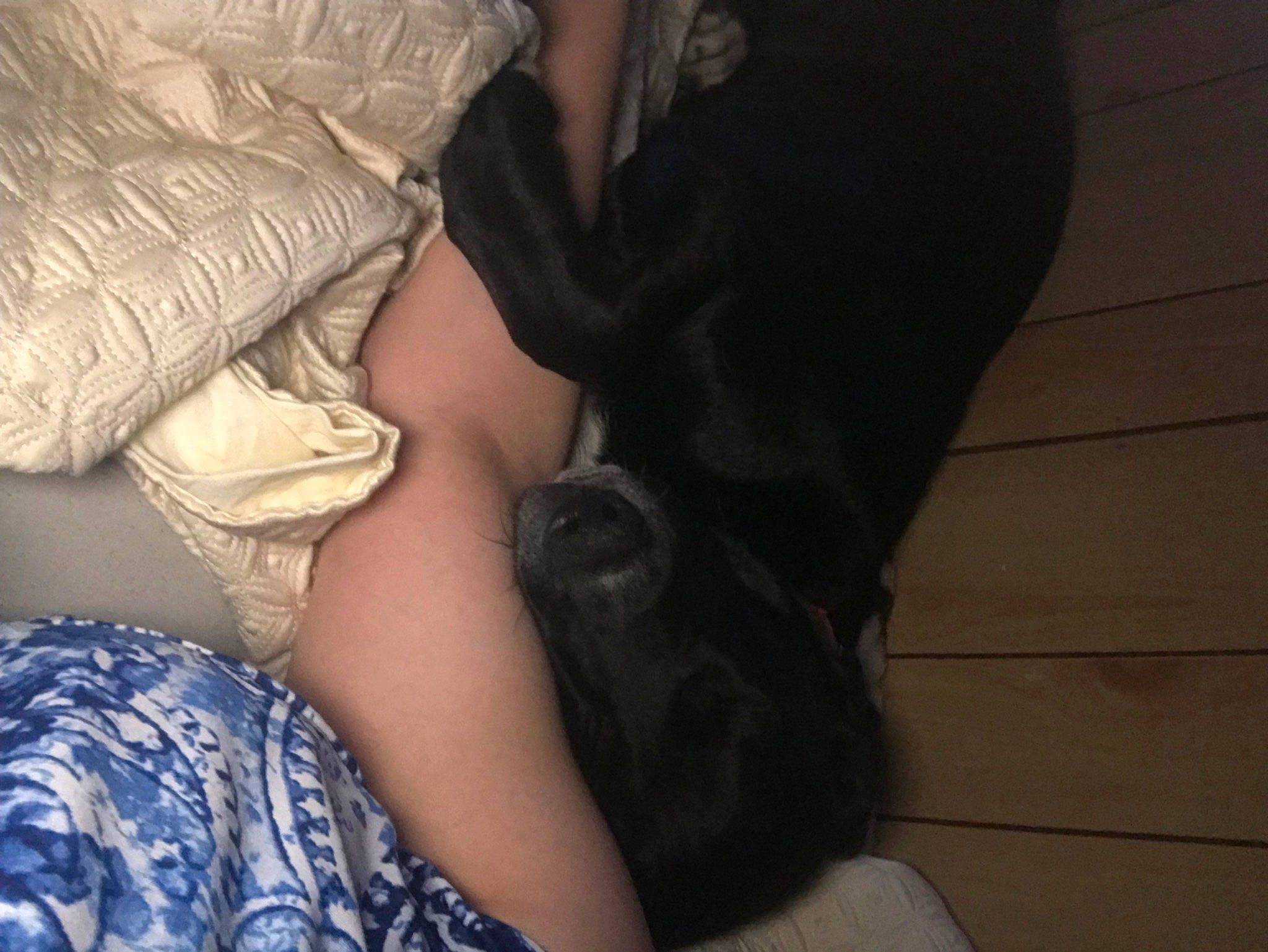 Lincoln joined the competition — help win amazing prizes! abdomen, bed, comfort, companion_dog, elbow, felidae, gesture, human_leg, knee, lap, leg, linens, nail, small_to_medium_sized_cats, t_shirt, thigh, tints_and_shades, trunk, whiskers, wrist