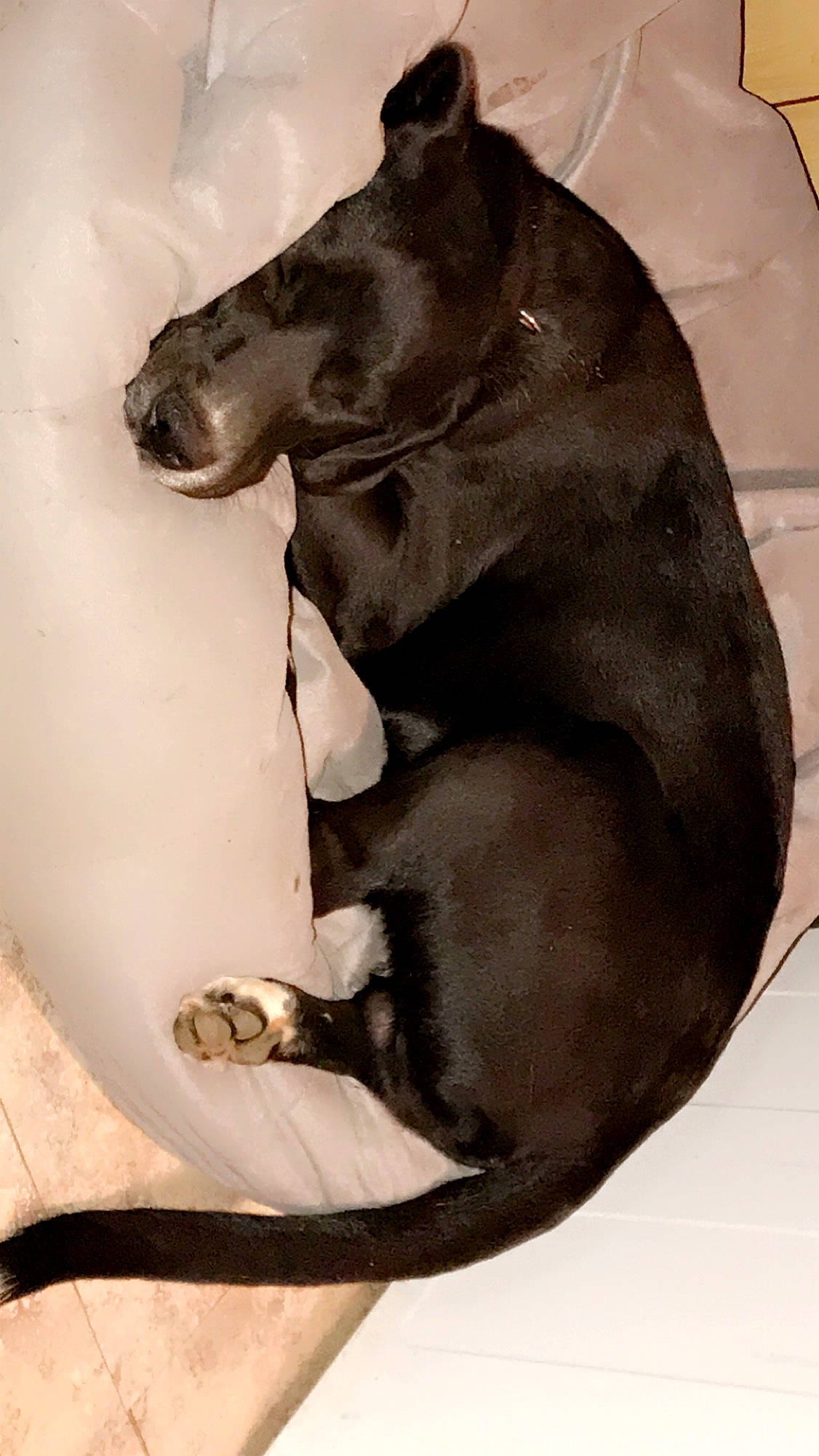 Lincoln joined the competition — help win amazing prizes! canidae, carnivore, collar, companion_dog, dog, dog_breed, dog_collar, fashion_accessory, fawn, gesture, human_leg, jaw, liver, snout, sporting_group, stallion, tail, terrestrial_animal, whiskers, working_animal