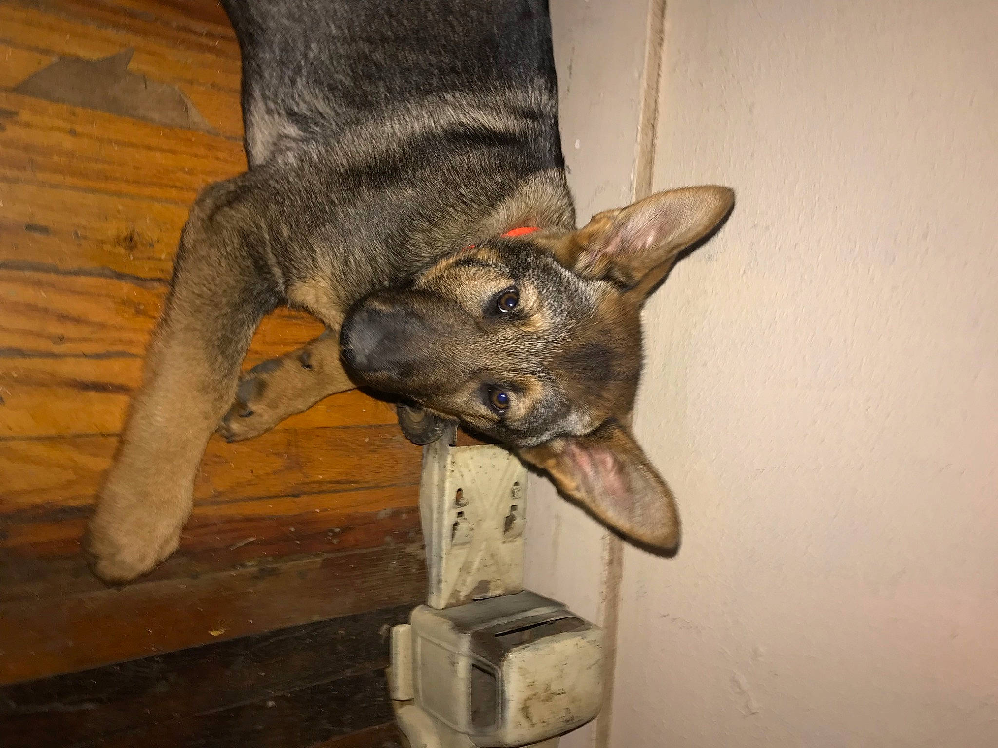 Zues is registered to the contest to win money with this photo: canidae, carnivore, dog, dog_breed, fawn, fur, guard_dog, jaw, non_sporting_group, scale, snout, sporting_group, tail, whiskers, wood, working_animal, working_dog