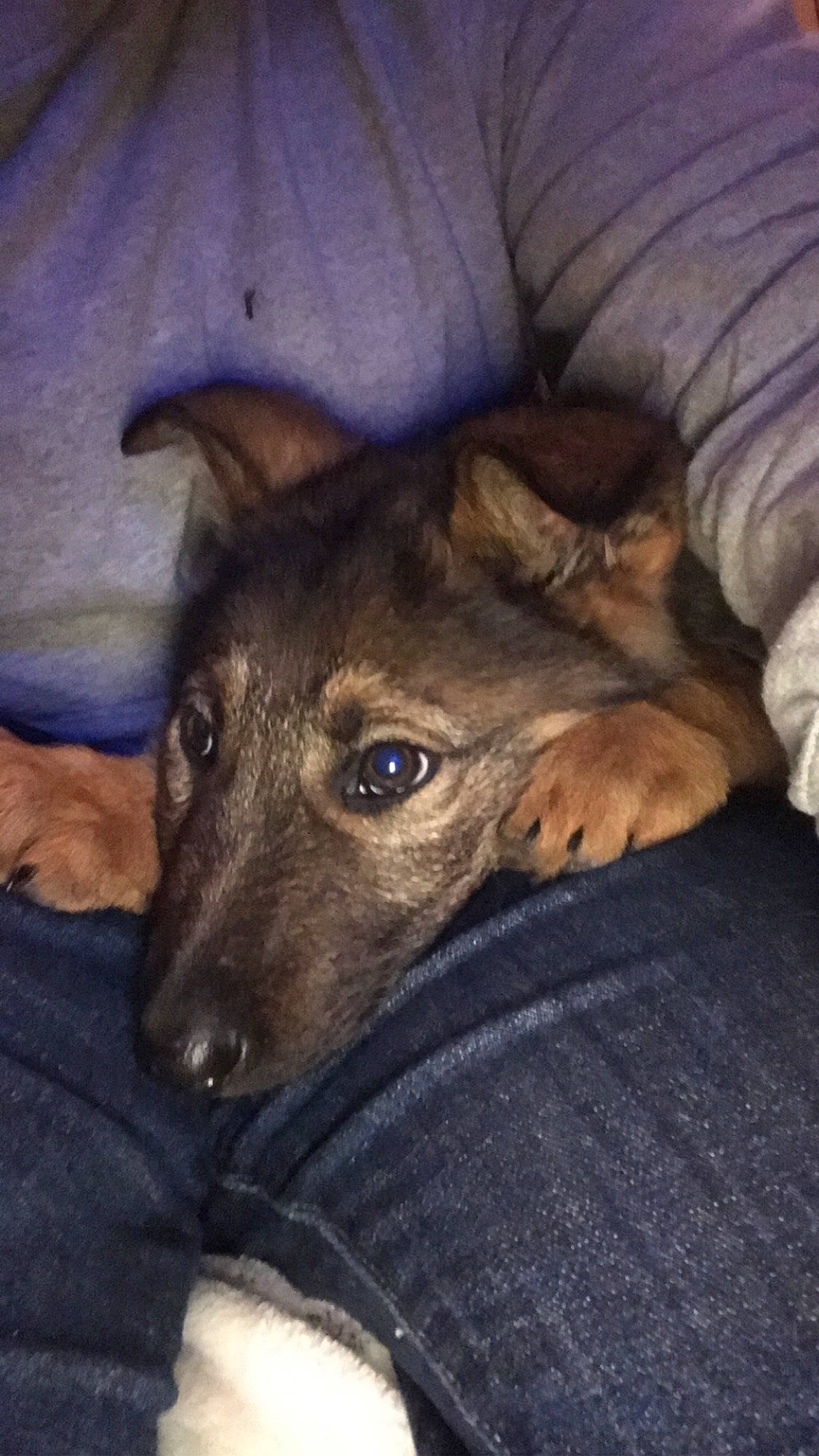 Zues joined the competition — help win amazing prizes! canidae, carnivore, comfort, companion_dog, dog, dog_breed, fawn, fur, linens, metal, non_sporting_group, rampur_greyhound, sighthound, snout, sporting_group, terrestrial_animal, whiskers, working_animal