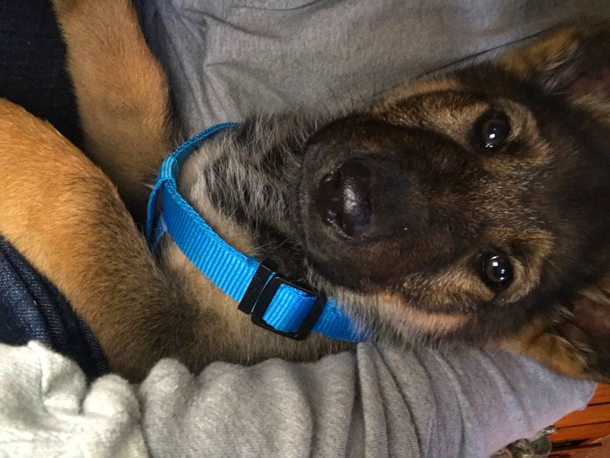 Zues joined the competition — help win amazing prizes! canidae, carnivore, claw, close_up, collar, comfort, companion_dog, dog, dog_breed, dog_collar, electric_blue, fawn, foot, fur, paw, snout, sporting_group, whiskers, working_animal, wrist