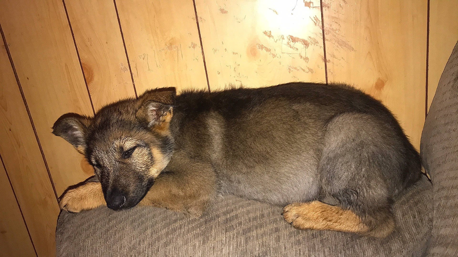 Zues joined the competition — help win amazing prizes! canidae, canis, carnivore, comfort, companion_dog, dog, dog_breed, fawn, fur, snout, sporting_group, terrestrial_animal, whiskers, wildlife, wood