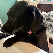 Bella joined the competition — help win amazing prizes! dog, black_dog, collar, bathtub, indoors, pet, animal, curious, fur, snout, ear, paw, blanket, bathroom, home, container, wall, tile, furniture, domestic