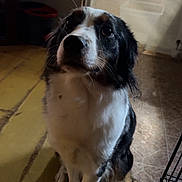 Bean is registered to the contest to win money with this photo: dog, pet, indoor, floor, black_and_white, sitting, looking_up, cage, television, hands, home, animal, fur, ears, whiskers, eyes, nose, shadow, lighting, floor_tiles