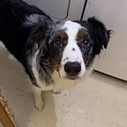 Bean joined the competition — help win amazing prizes! animal, black, brown, canine, closeup, companion, curious, cute, dog, door, ears, floor, fur, house, indoor, looking_up, pet, speckled, threshold, white