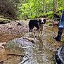 Bean is registered to the contest to win money with this photo: dog, water, forest, rocks, creek, greenery, nature, outdoor, boots, person, stream, happy, animal, wet, leash, sunlight, trees, adventure, exploration, canine