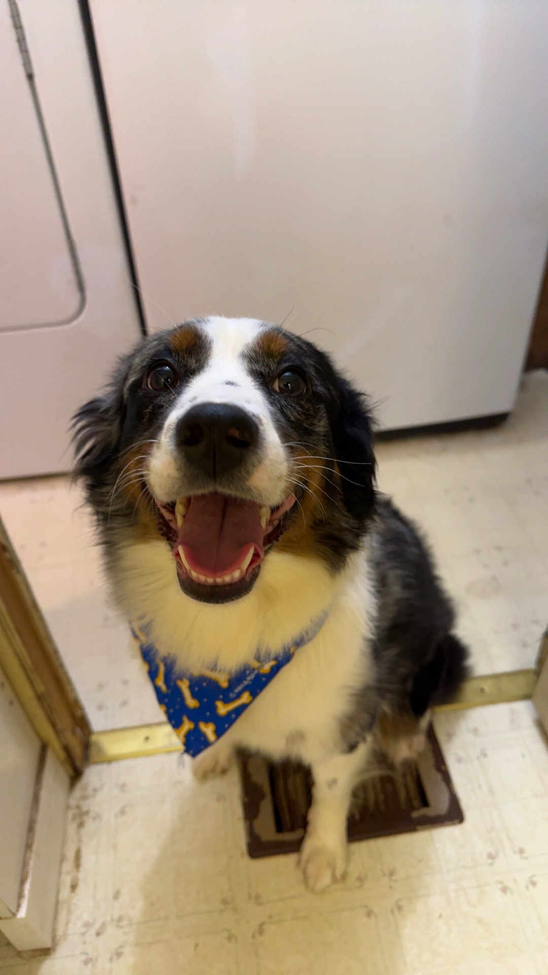 Bean joined the competition — help win amazing prizes! dog, bandana, blue, bone_pattern, smiling, happy, pet, indoor, floor, door, appliance, black, white, brown, fur, animal, canine, tongue, mouth, eyes