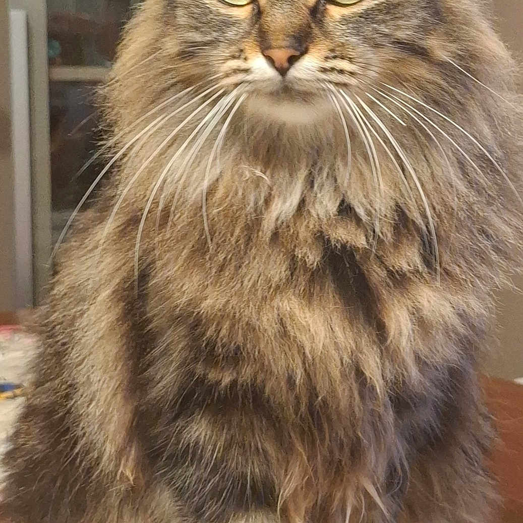 Bella