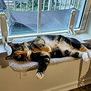 Mercedes is registered to the contest to win money with this photo: animal, background, calico_cat, cat, cozy, curious, daylight, feline, fluffy, fur, home, indoor, paw, pet, relaxed, resting, whiskers, window, window_perch, yellow_eyes