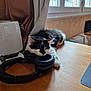 animal, cat, computer, computerhardware, couch, electronics, furniture, hardware, hardwood, headphones, indoors, kitten, laptop, monitor, pc, pet, plywood, screen, table, wood