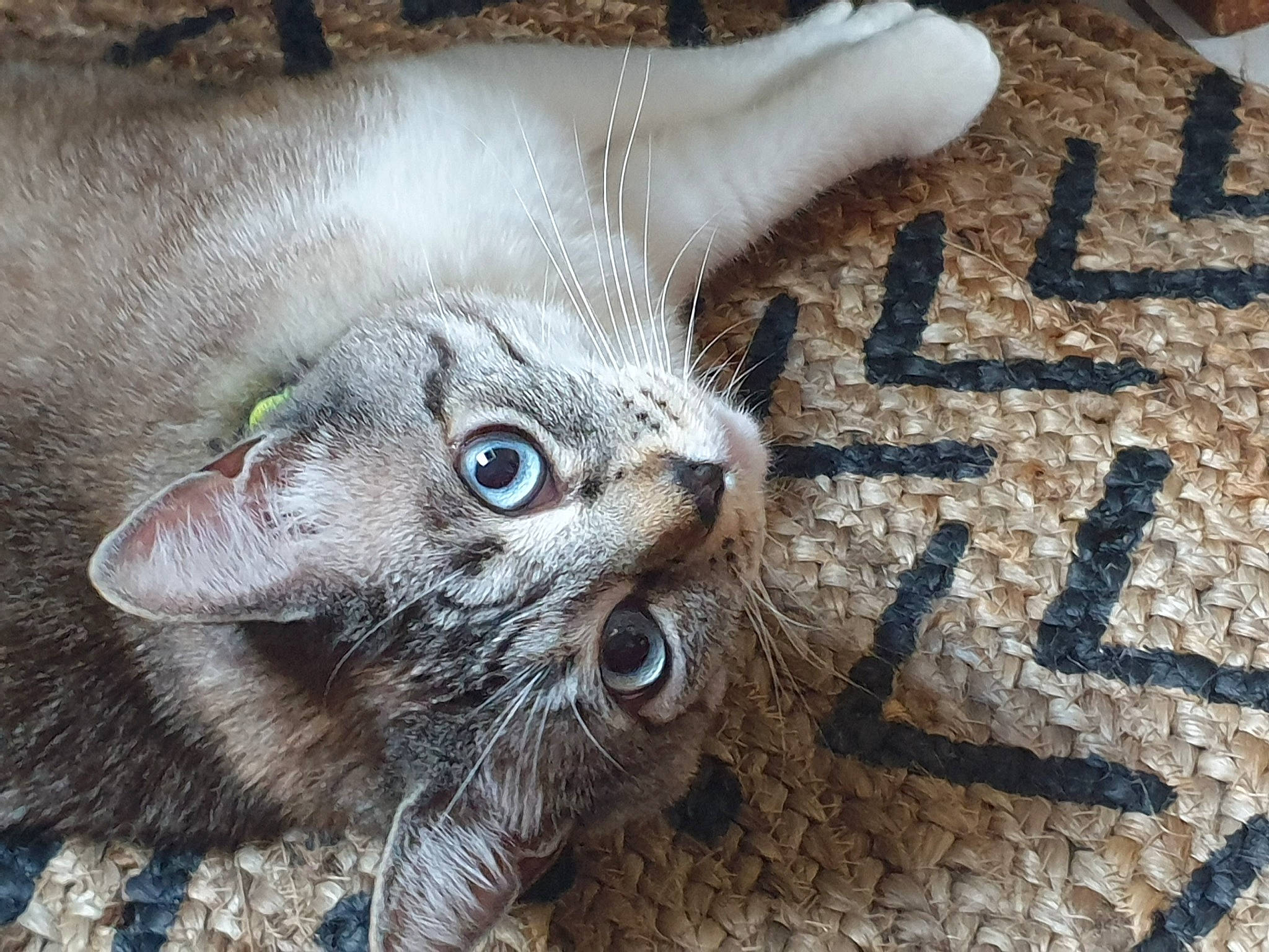 Rouma participe au concours pour gagner de l'argent avec cette photo : art, carnivore, cat, claw, domestic_short_haired_cat, fawn, felidae, fur, pattern, paw, plant, small_to_medium_sized_cats, snout, soil, tail, terrestrial_animal, tree, whiskers, wildlife, wood