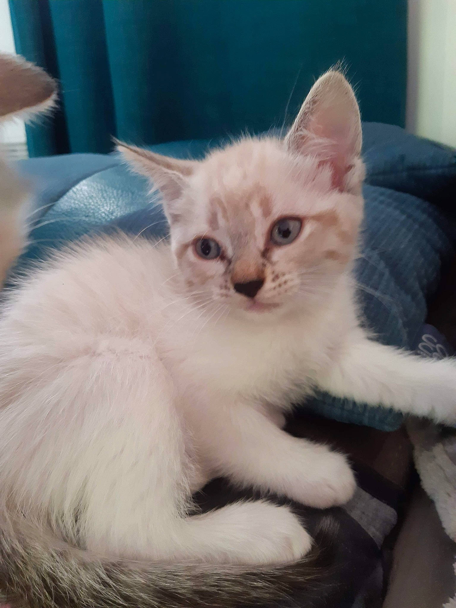 Rouma a rejoint le concours — aidez-le/la à gagner de superbes lots ! carnivore, cat, claw, domestic_short_haired_cat, fawn, felidae, fur, paw, small_to_medium_sized_cats, snout, tail, whiskers, window