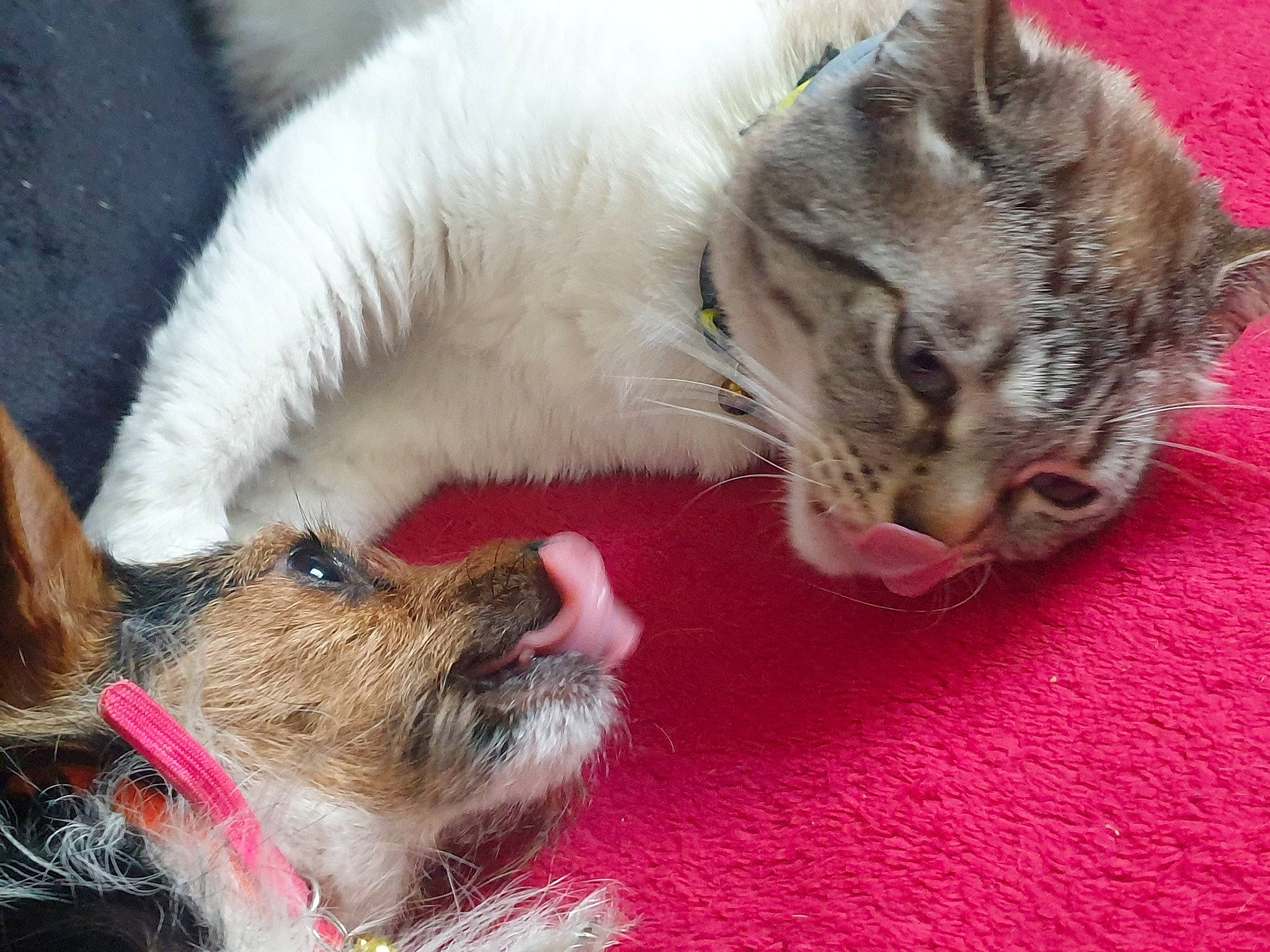 Betty a rejoint le concours — aidez-le/la à gagner de superbes lots ! carnivore, cat, cat_supply, claw, collar, comfort, companion_dog, dog, dog_breed, dog_supply, domestic_short_haired_cat, fawn, felidae, fur, nap, paw, small_to_medium_sized_cats, snout, terrier, whiskers