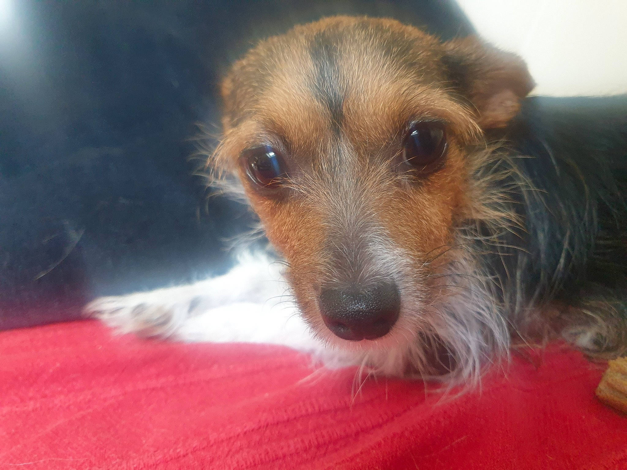 Betty participe au concours pour gagner de l'argent avec cette photo : canidae, carnivore, companion_dog, dog, dog_breed, fur, puppy, snout, sporting_group, terrestrial_animal, terrier, whiskers, working_animal