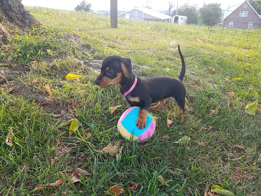 Harly joined the competition — help win amazing prizes! canidae, carnivore, dachshund, dog, dog_breed, grass, hellenikos_ichnilatis, hound, hunting_dog, jagdterrier, lithuanian_hound, mammal, montenegrin_mountain_hound, puppy, transylvanian_hound, vertebrate