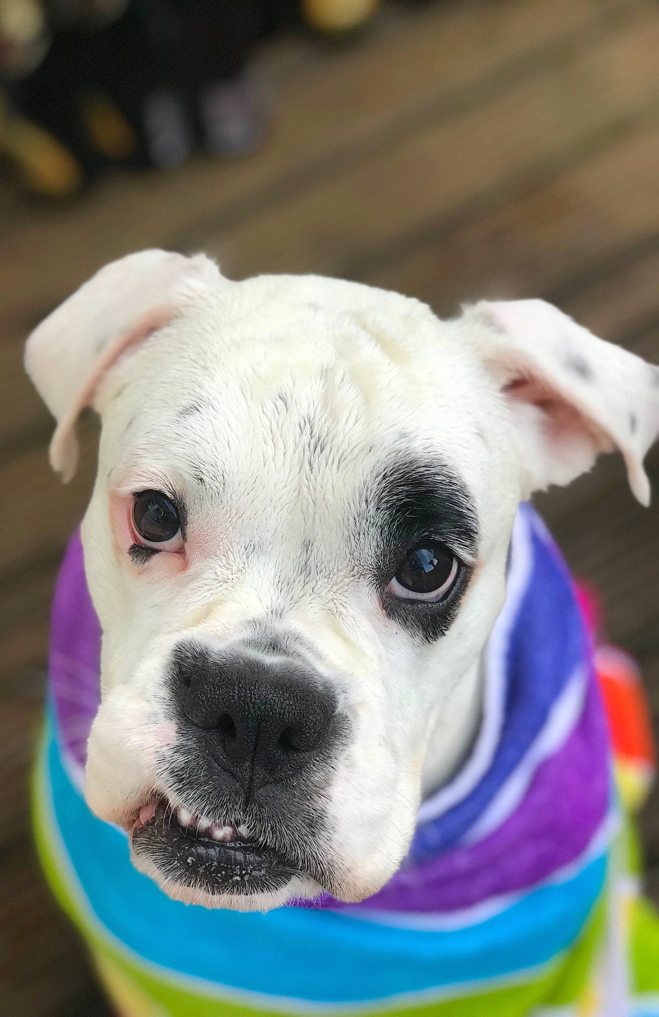 Hattie joined the competition — help win amazing prizes! canidae, carnivore, collar, companion_dog, dog, dog_breed, dog_clothes, dog_collar, dog_supply, ear, eye, fawn, fur, leash, pet_supply, snout, sporting_group, toy_dog, whiskers, working_animal