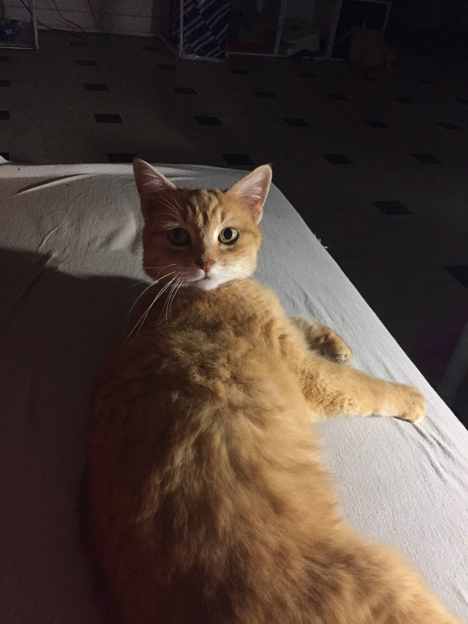 Benson a rejoint le concours — aidez-le/la à gagner de superbes lots ! aegean_cat, asian, australian_mist, carnivore, cat, domestic_long_haired_cat, domestic_short_haired_cat, european_shorthair, fawn, felidae, fur, kitten, mammal, ojos_azules, small_to_medium_sized_cats, somali, tabby_cat, tail, whiskers