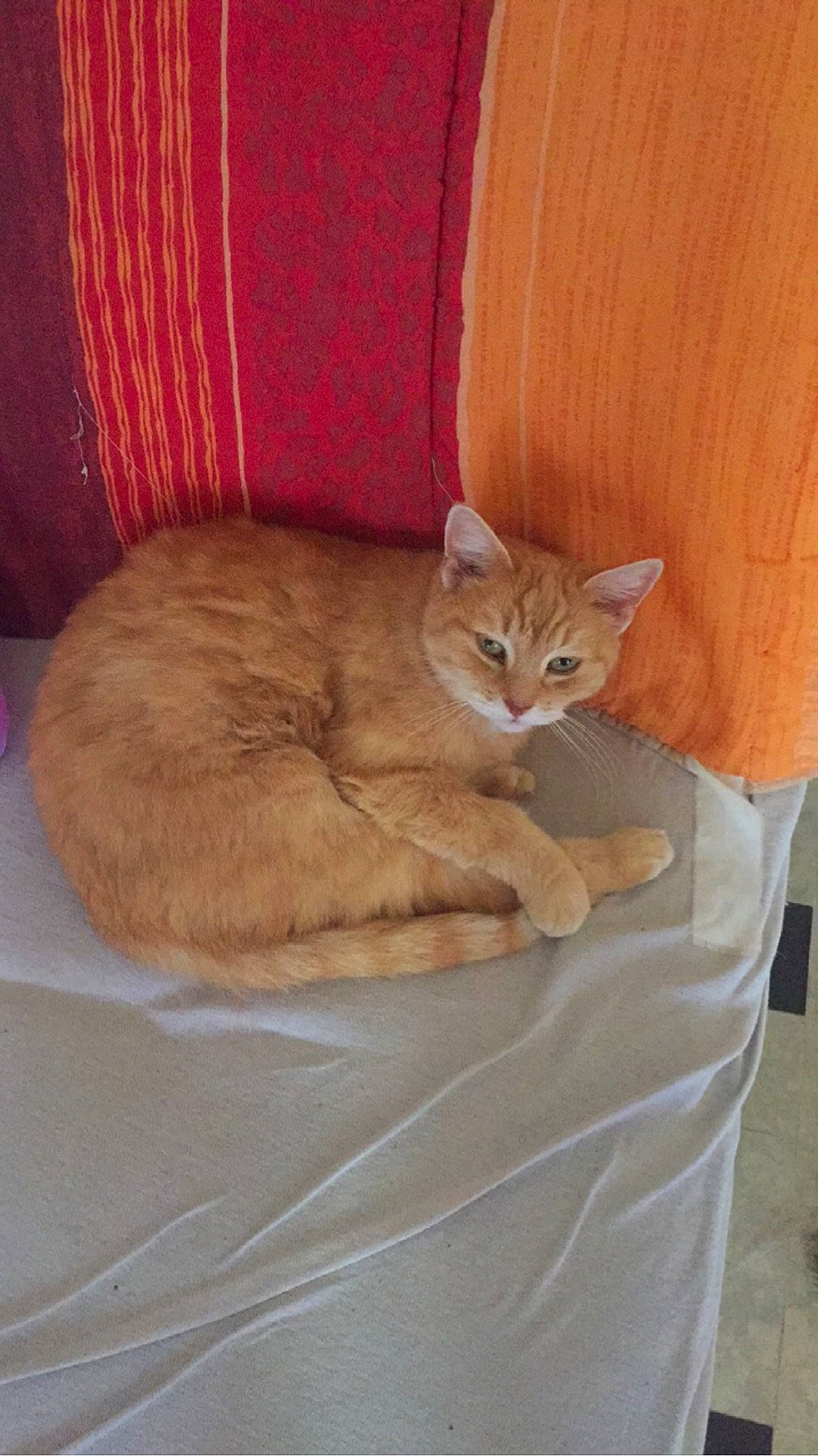 Benson a rejoint le concours — aidez-le/la à gagner de superbes lots ! arabian_mau, asian, australian_mist, carnivore, cat, domestic_short_haired_cat, european_shorthair, fawn, felidae, german_rex, kitten, mammal, ojos_azules, small_to_medium_sized_cats, tabby_cat, tail, whiskers