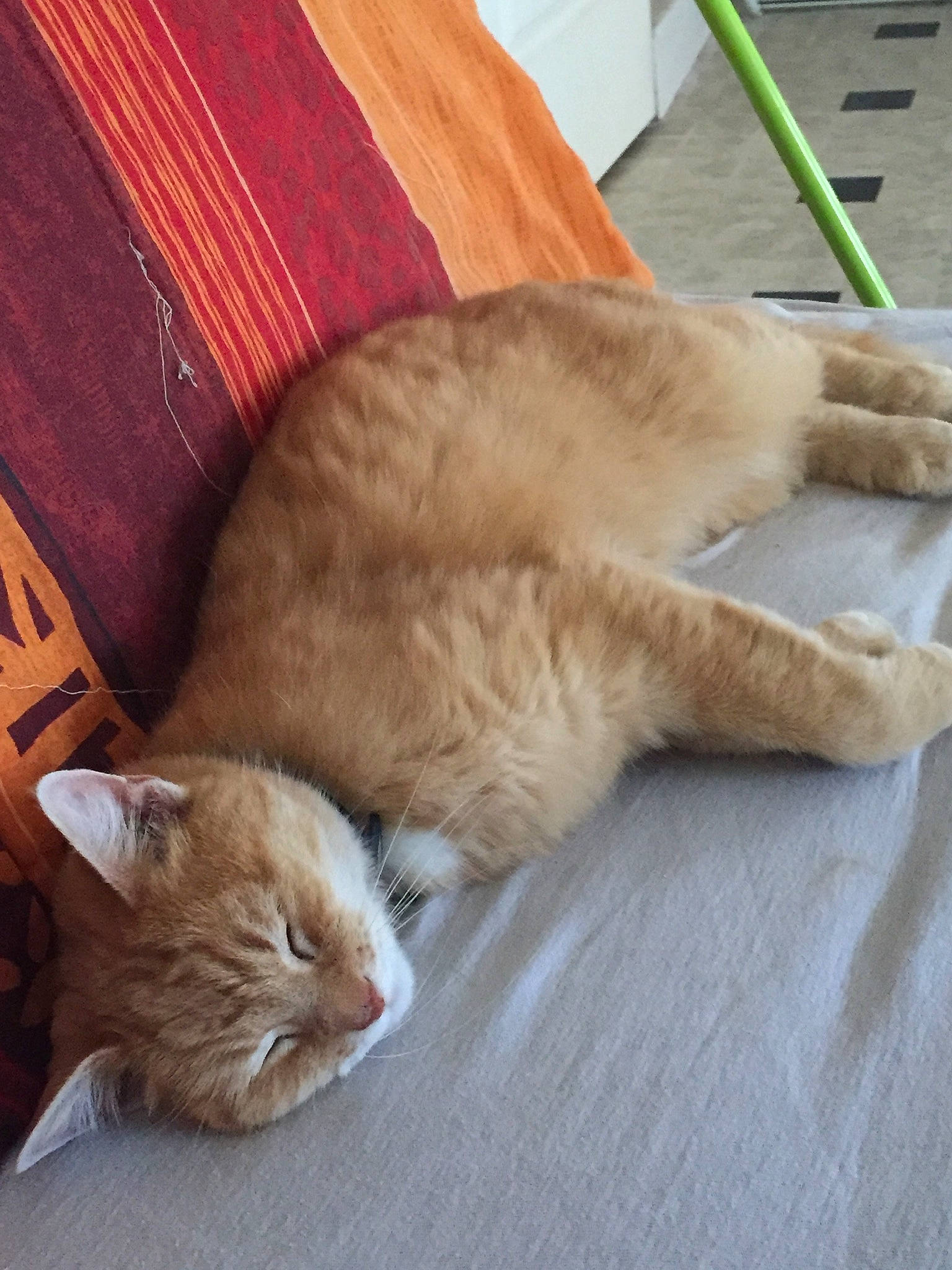 Benson a rejoint le concours — aidez-le/la à gagner de superbes lots ! carnivore, cat, domestic_short_haired_cat, european_shorthair, fawn, felidae, fur, nap, sleep, small_to_medium_sized_cats, somali, tail, whiskers