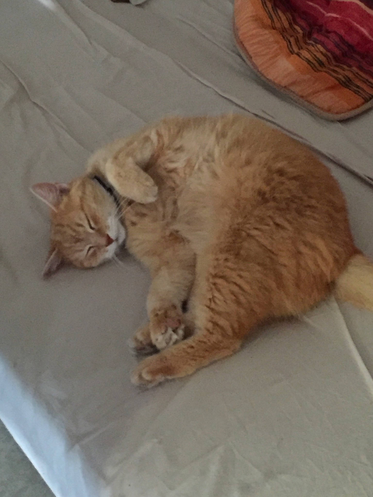 Benson a rejoint le concours — aidez-le/la à gagner de superbes lots ! arabian_mau, carnivore, cat, claw, domestic_short_haired_cat, ear, european_shorthair, fawn, felidae, fur, kitten, nap, sleep, small_to_medium_sized_cats, tabby_cat, tail, whiskers