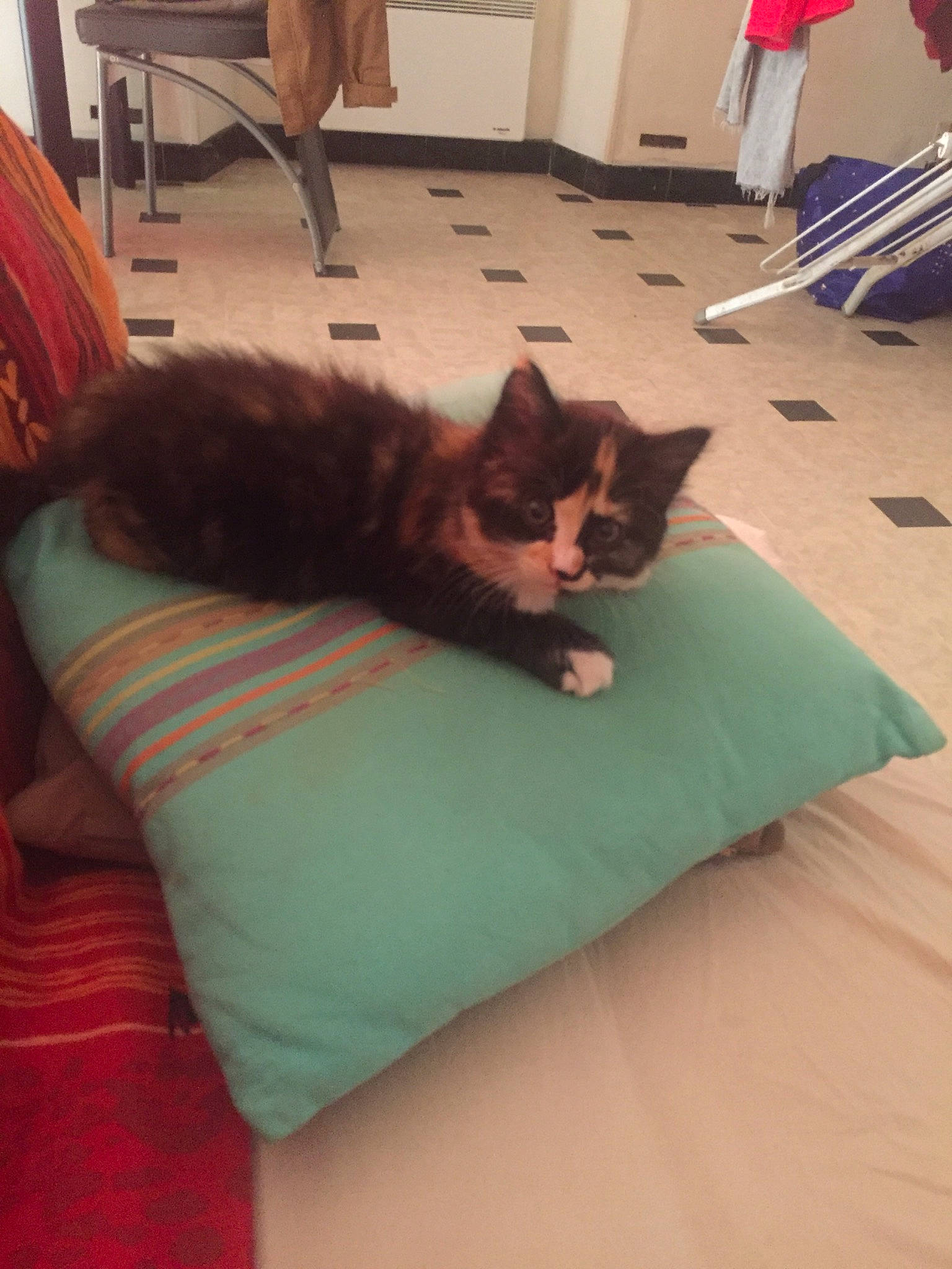 Roma a rejoint le concours — aidez-le/la à gagner de superbes lots ! carnivore, cat, comfort, couch, domestic_short_haired_cat, felidae, floor, flooring, fur, furniture, kitten, leg, room, small_to_medium_sized_cats, tail, textile, whiskers