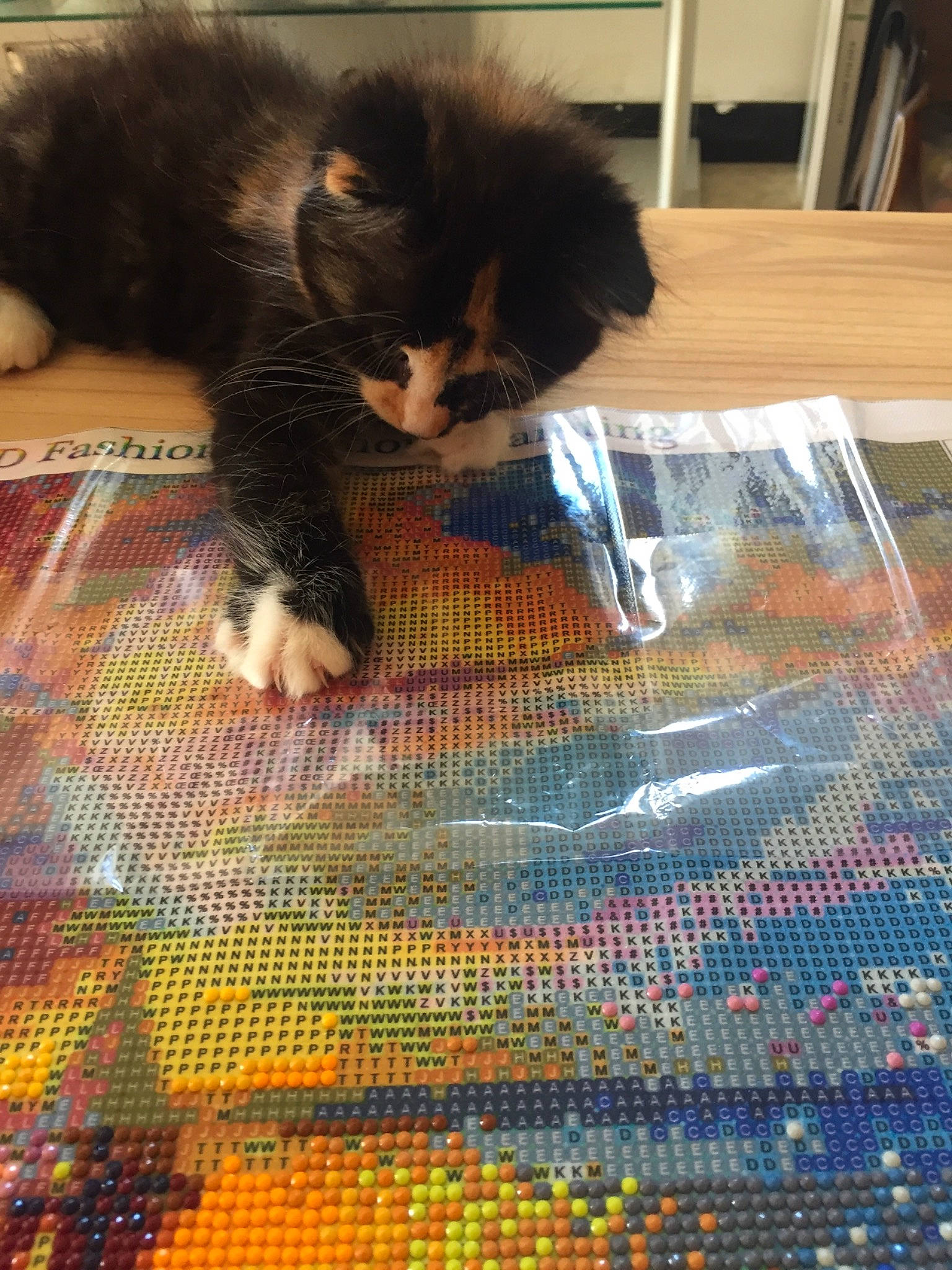 Roma a rejoint le concours — aidez-le/la à gagner de superbes lots ! canidae, carnivore, cat, fawn, felidae, kitten, norwegian_forest_cat, small_to_medium_sized_cats, whiskers