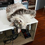 Scotty participe au concours pour gagner de l'argent avec cette photo : cat, fluffy, tabby, green_eyes, table, upside_down, indoor, wooden_floor, tv_stand, remote_controls, electronics, curious, pet, furniture, relaxed, household_items, cozy, whiskers, ears, fur